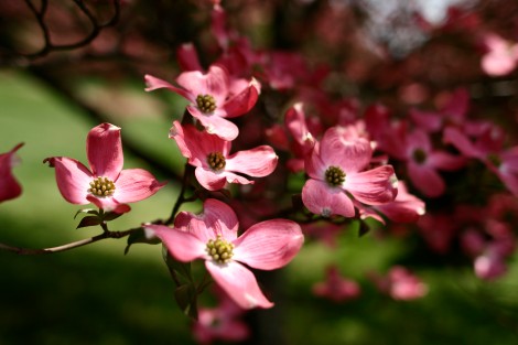 Dogwood-tree-flowers_-_West_Virginia_-_ForestWander.jpg